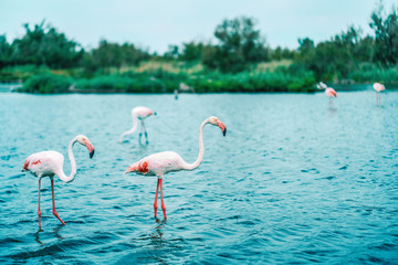 Two Greater pink flamingos, large and small, stand in the water, side view. In the background-a blue pond, a green bank and other birds. Copy of the space