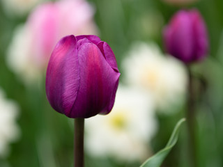 Naklejka premium Blooming purple tulip in the park