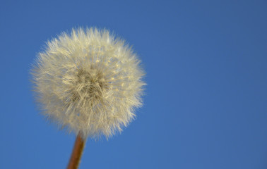 Blowball in the blue sky