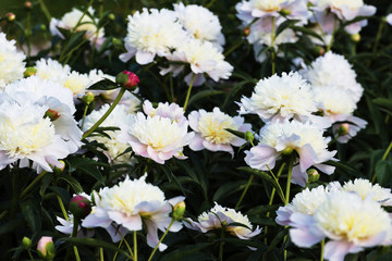 white flowers of piones in the garden