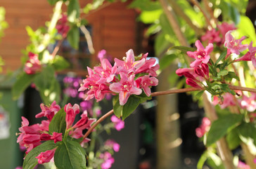 a branch with bunches beautiful pink flowers of the weigela shrub in the flower garden in springtime at a sunny day