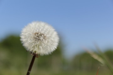 a beautiful white round spent dandelion flower full of seeds and a blue green background in the dutch countryside in springtime