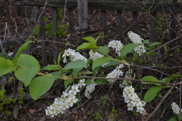Obraz premium flowers in the garden