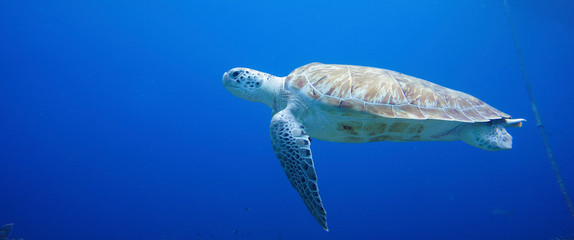 Beautiful Sea Turtle Swimming In The Caribbean Sea. Blue Water. Relaxed, Curacao, Aruba, Bonaire,...