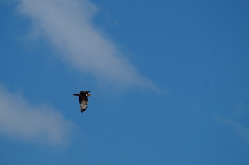 Mäusebussard