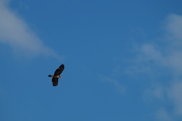 Mäusebussard