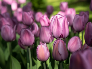 Blooming lilac tulips in the park