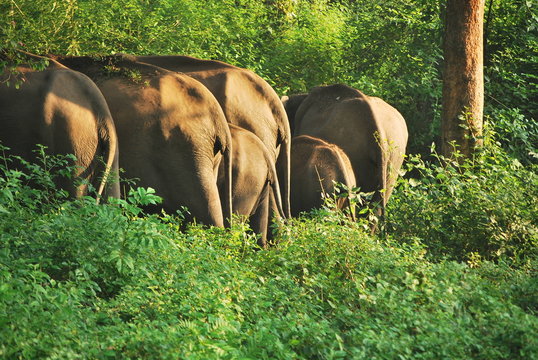 Elephants In Forest At Bandipur National Park
