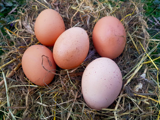 Red eggs in a Straw nest