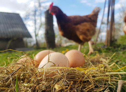 Chicken eggs in a nest close up of hay with a chicken in the background