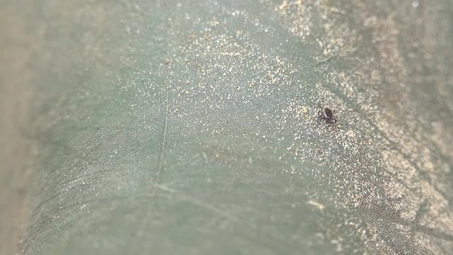Close up of American dog tick crawling up the rubber boot outdoors. These arachnids a most active in spring and can be careers of Lyme disease or encephalitis