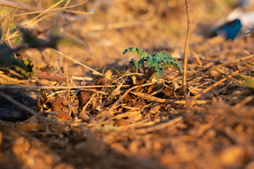 Green plant among dry soil