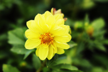 yellow flower in the garden