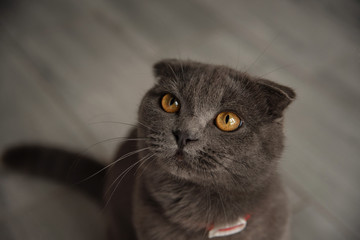 The grey cat looks at the camera. Lop-eared Scottish breed