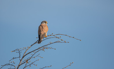 Falke im Baum