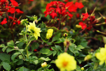 red and yellow flowers in the garden