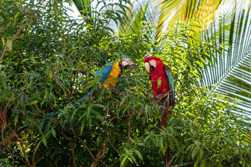 Fototapety  Parrots on tree