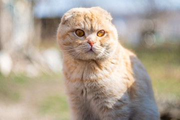 lop-eared British cat