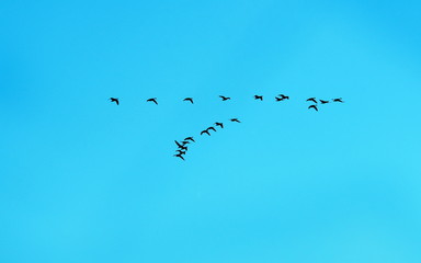 Geese Flying in V