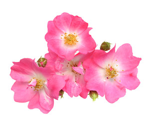 pinks rose