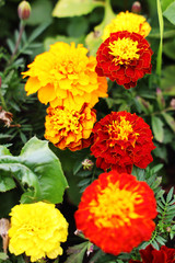 Naklejka na ściany i meble red and yellow flowers in the garden