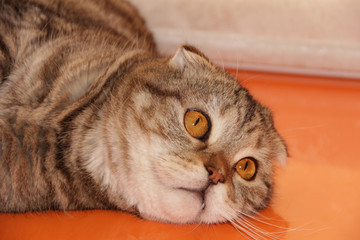 A thoroughbred cat is lying on a bright orange table.