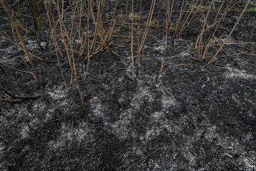 Burnt grass spring fires. Scorched earth after field arson. Environmental damage destruction of insects and animals