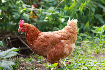 A chicken walking in a field