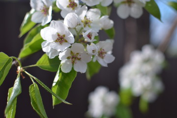 apple tree flowers
