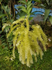 naturaleza, flores, restaurante para aves, neotropico