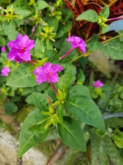 naturaleza, flores, restaurante para aves, neotropico