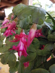 naturaleza, flores, restaurante para aves, neotropico