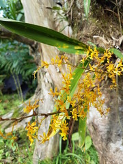 naturaleza, flores, restaurante para aves, neotropico