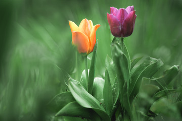 Tulips flowers. Beautiful floral spring abstract background of nature. Soft focus, toned picture,...
