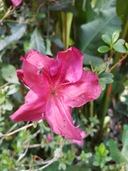naturaleza, flores, restaurante para aves, neotropico