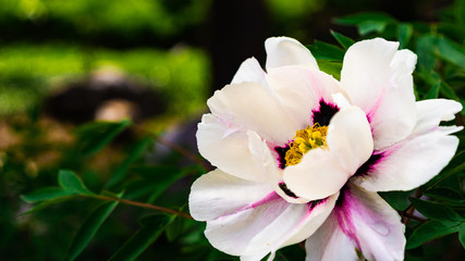 Obraz na płótnie Canvas pink and white flower