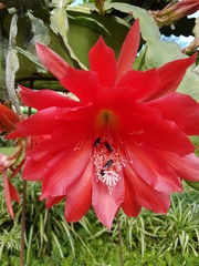 naturaleza, flores, restaurante para aves, neotropico