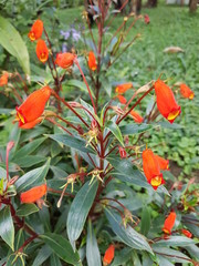 naturaleza, flores, restaurante para aves, neotropico