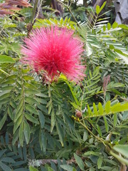 naturaleza, flores, restaurante para aves, neotropico