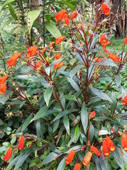 naturaleza, flores, restaurante para aves, neotropico