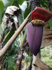 naturaleza, flores, restaurante para aves, neotropico