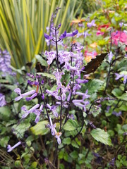 naturaleza, flores, restaurante para aves, neotropico