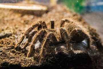 Big spider in the terrarium
