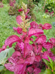 naturaleza, flores, restaurante para aves, neotropico