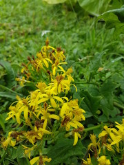 naturaleza, flores, restaurante para aves, neotropico