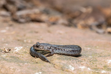 Valley and Ridge Salamander, Pennsylvania , USA - Plethodon hoffmani