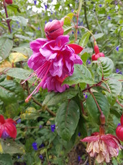 naturaleza, flores, restaurante para aves, neotropico