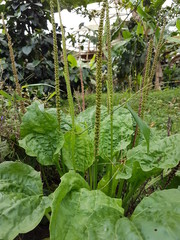 naturaleza, flores, restaurante para aves, neotropico