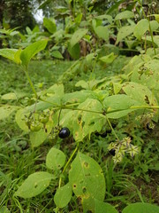 naturaleza, flores, restaurante para aves, neotropico