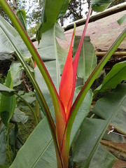 naturaleza, flores, restaurante para aves, neotropico